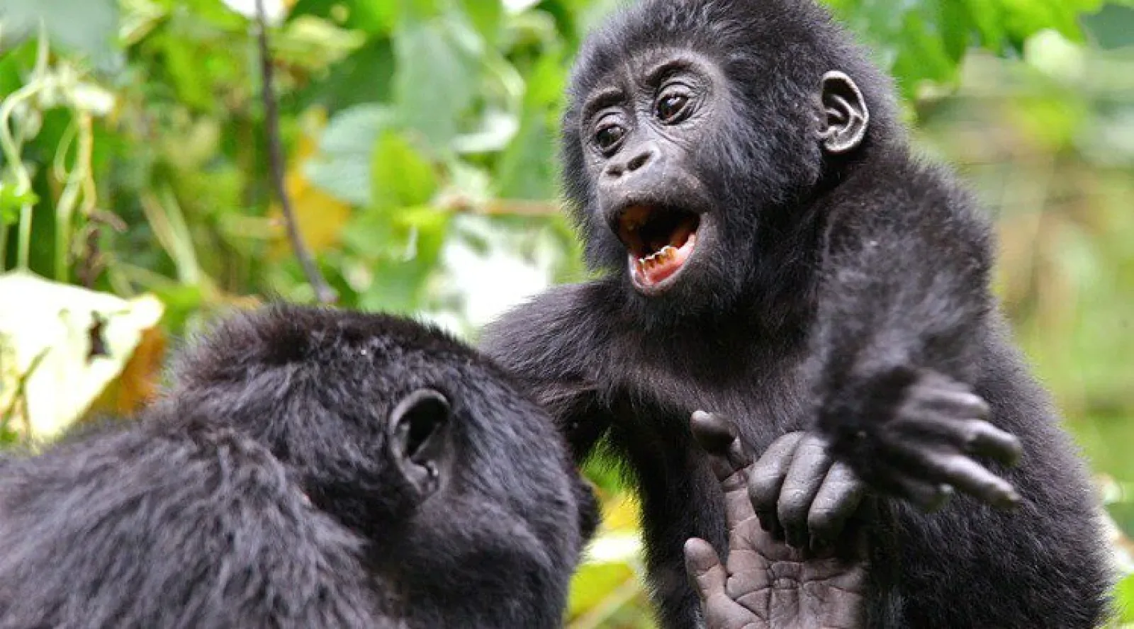 Mountain gorillas in Uganda