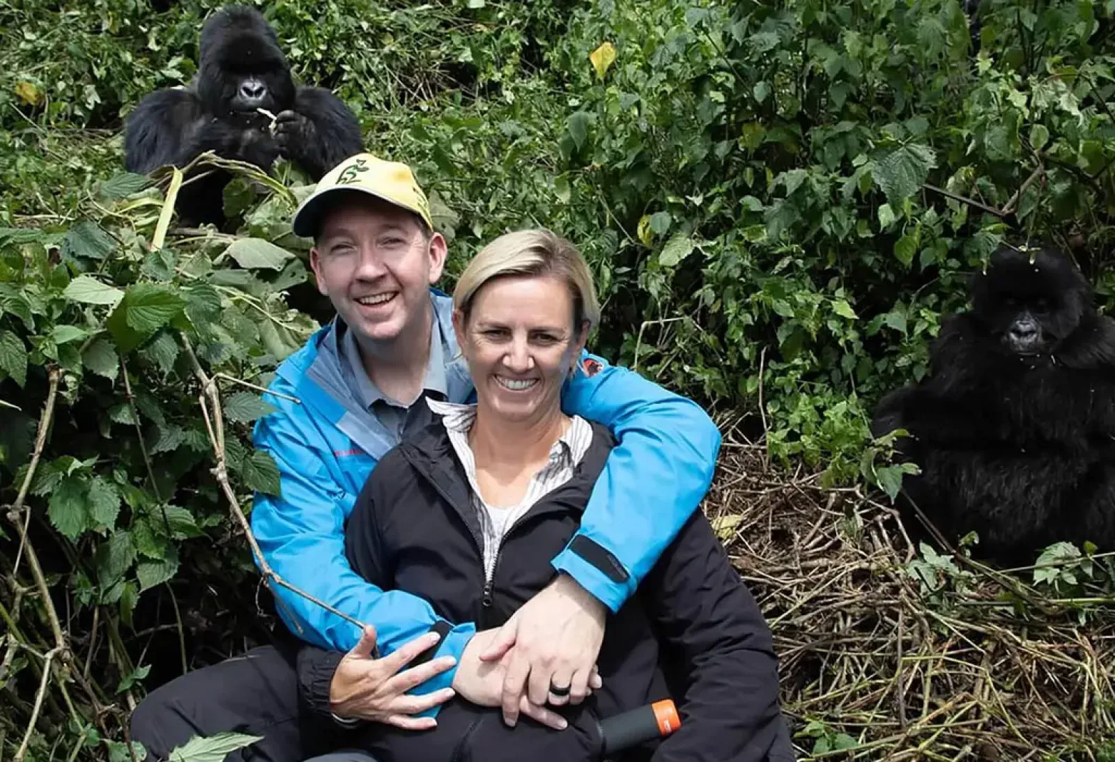 Mountain gorillas in Uganda