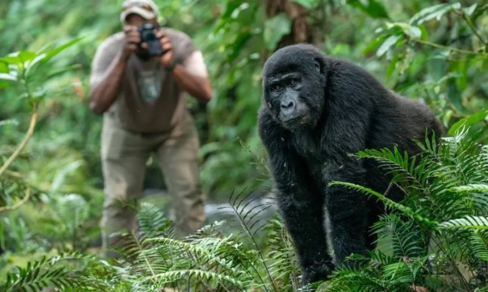 Mountain gorillas in Uganda
