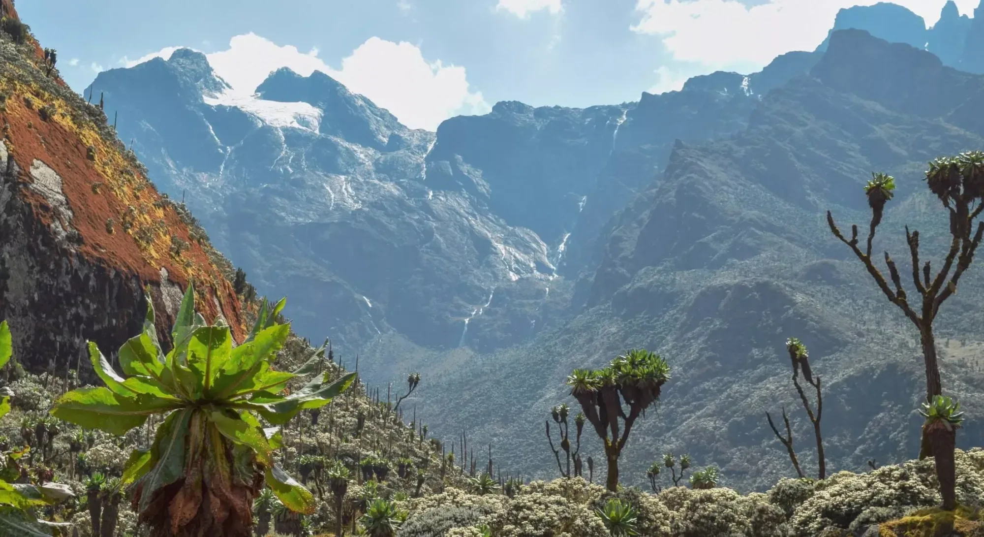 Mountain gorillas in Uganda