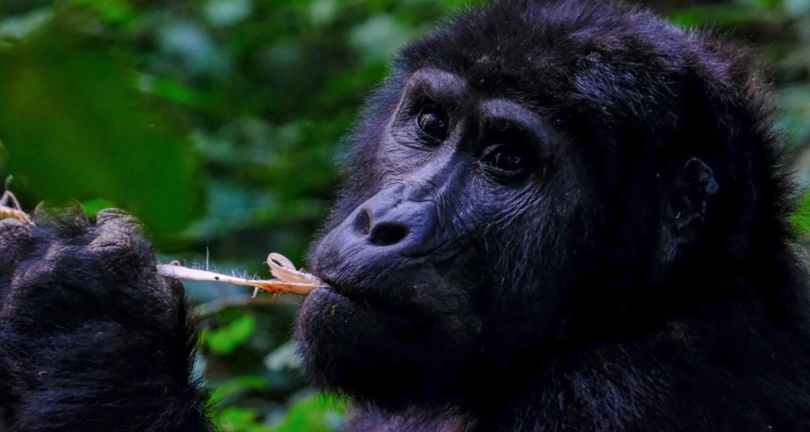 Mountain gorillas in Uganda