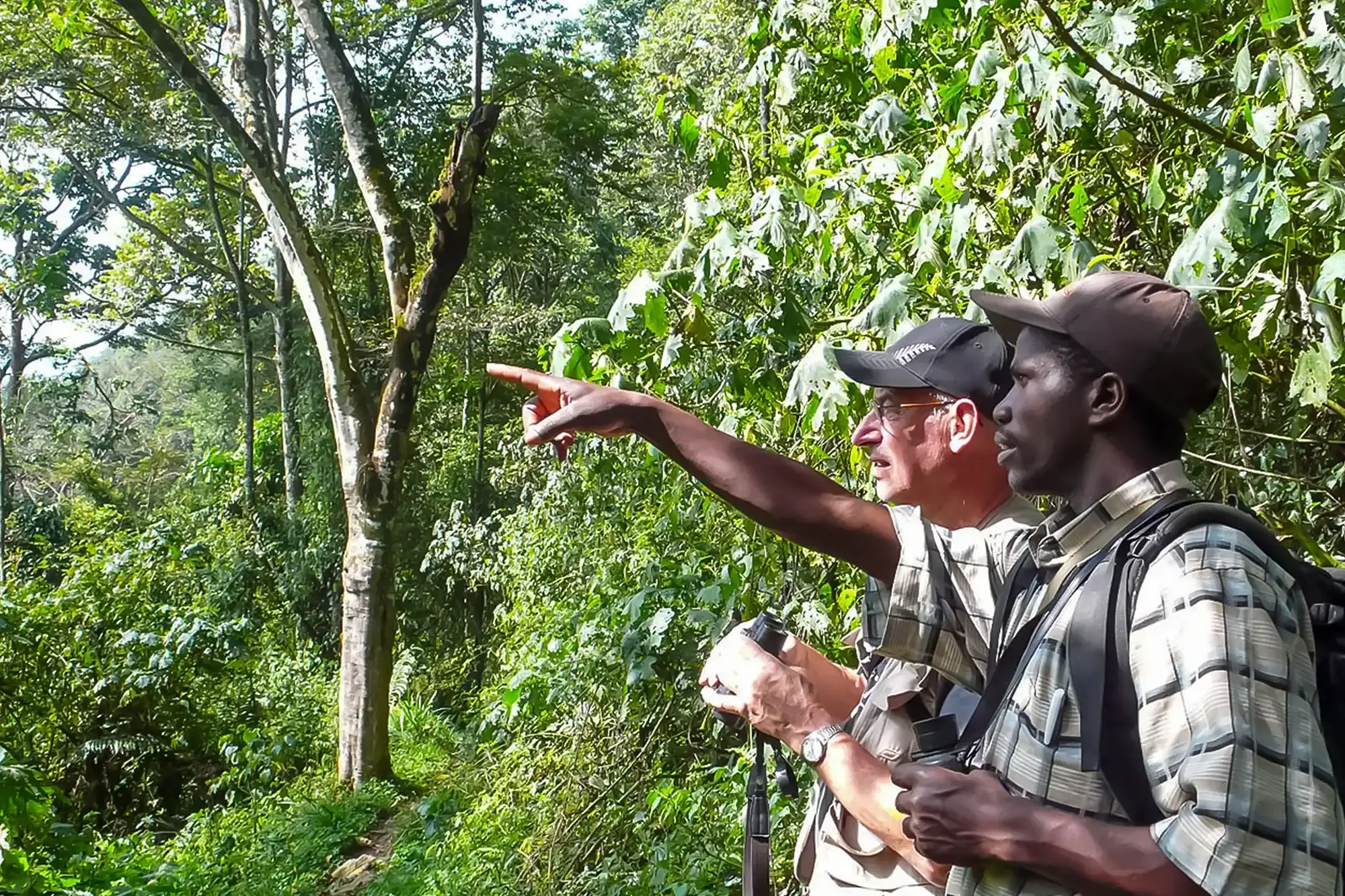 Mountain gorillas in Uganda