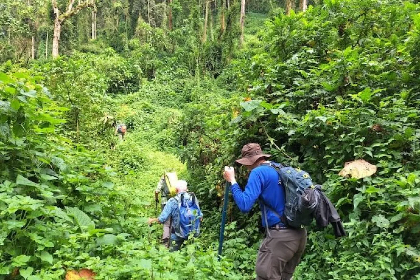 Mountain gorillas in Uganda or Rwanda