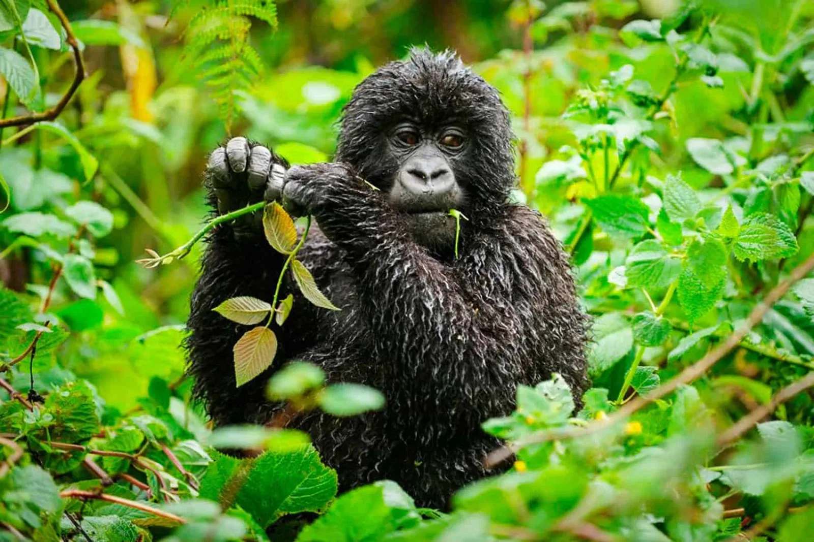 Mountain gorillas in Uganda or Rwanda