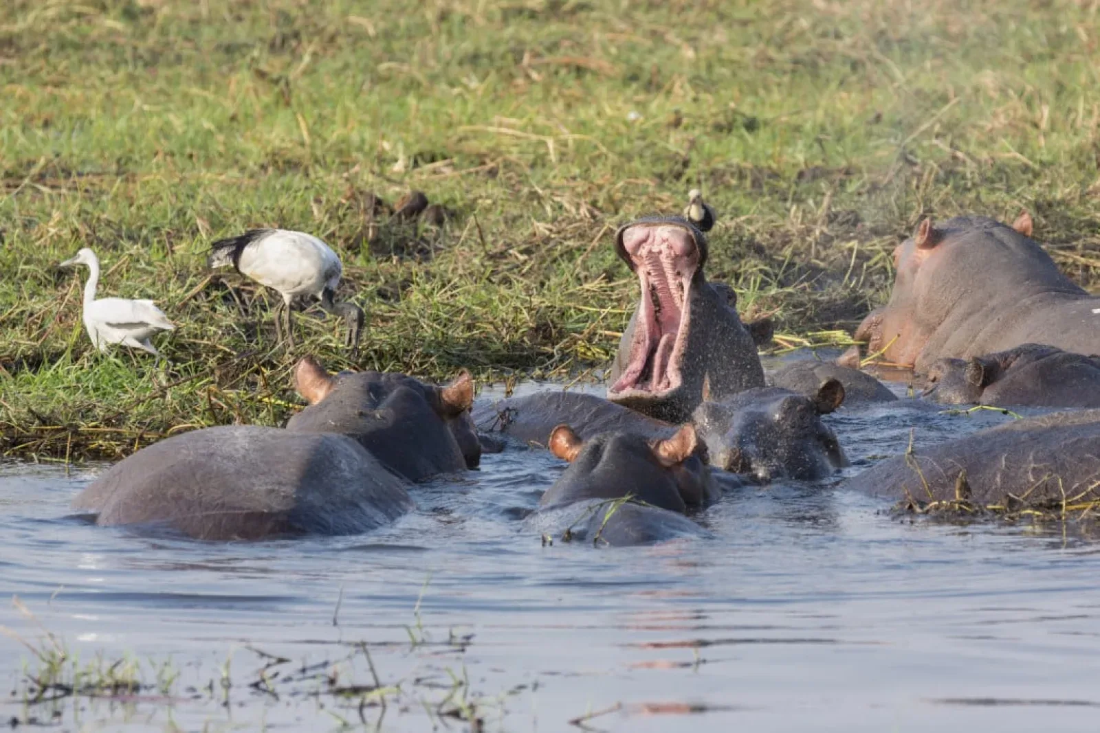 Mountain gorillas in Uganda or Rwanda