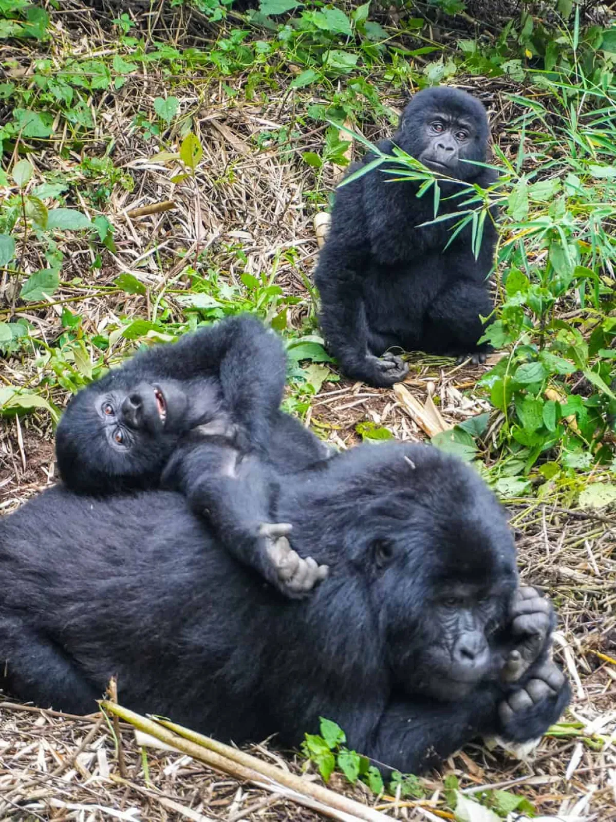 Mountain gorillas in Uganda or Rwanda