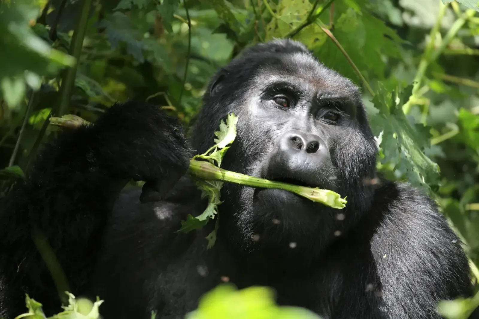 Mountain gorillas in Uganda or Rwanda