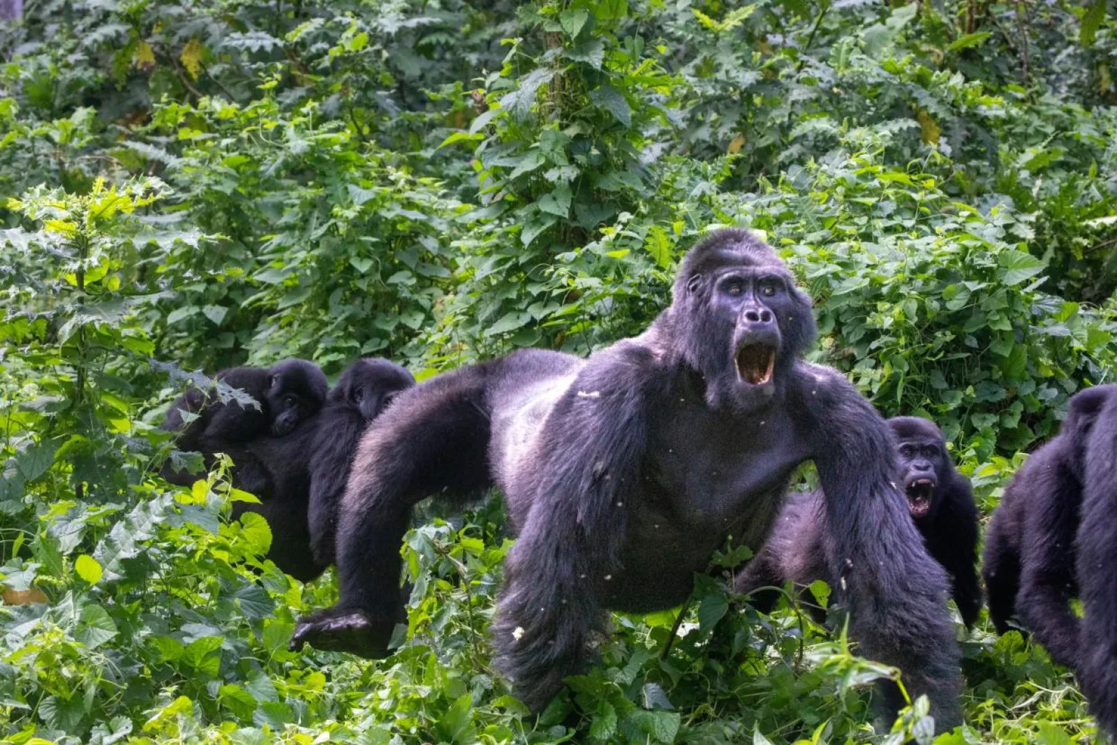 Mountain gorillas in Uganda or Rwanda