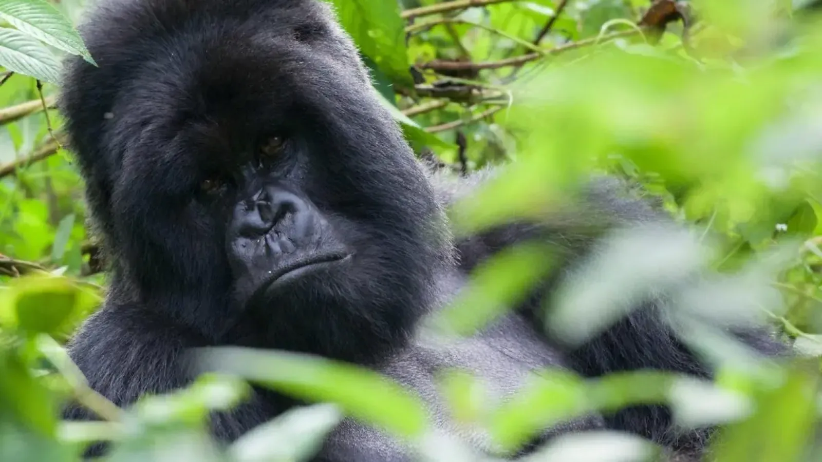 Mountain gorillas in Uganda or Rwanda