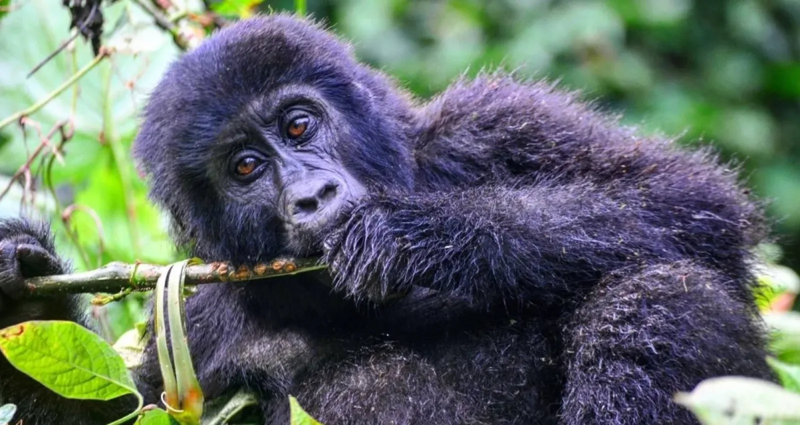 Mountain gorillas in Uganda or Rwanda