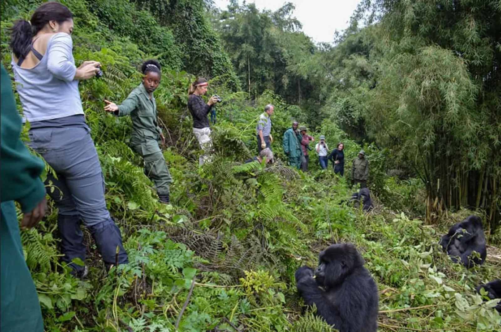 Mountain gorillas in Uganda or Rwanda