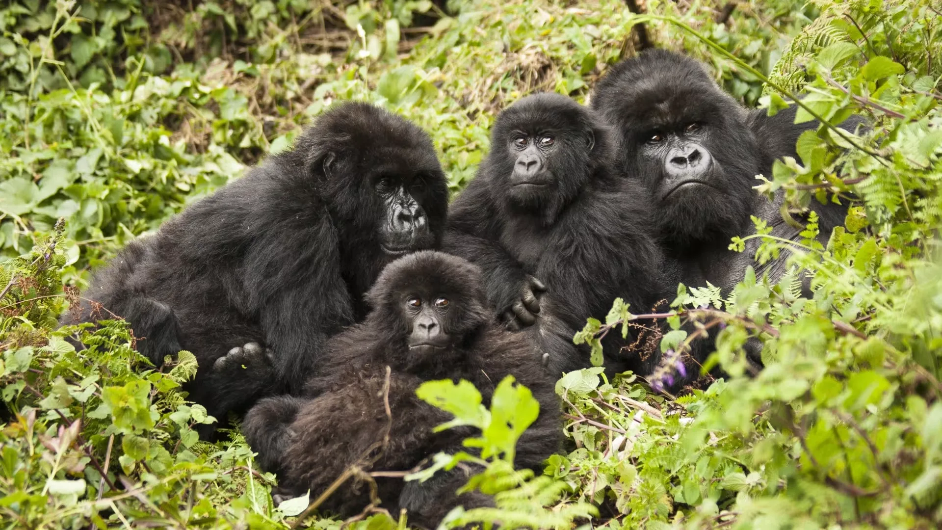Mountain gorillas in Volcanoes National Park