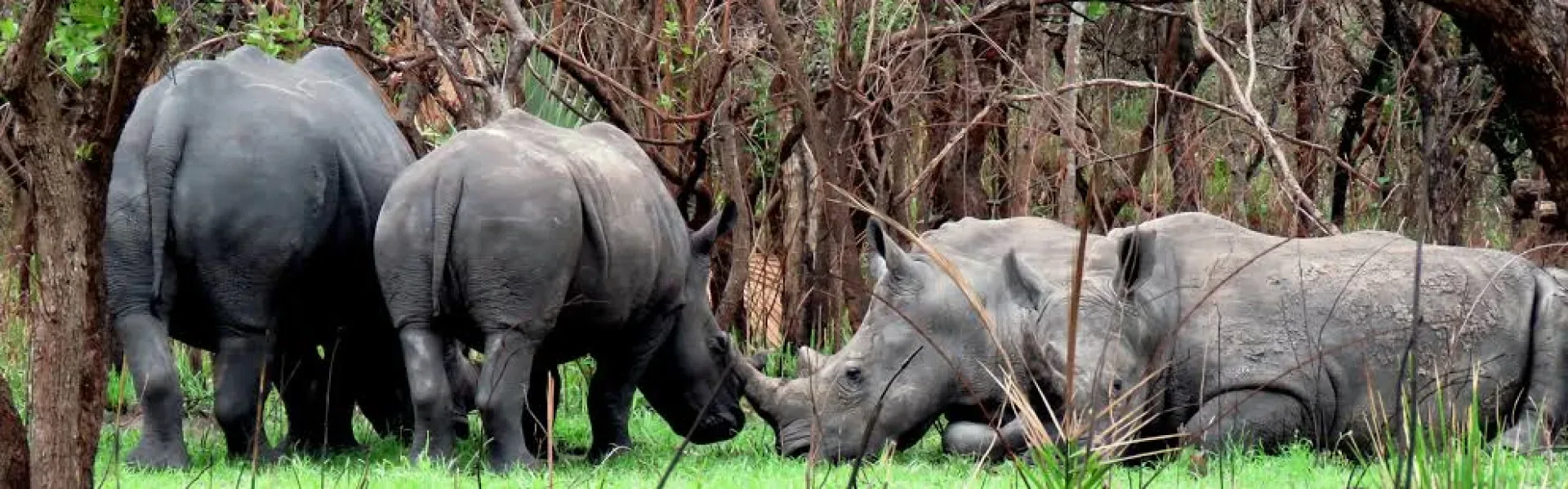 Murchison Falls und Ziwa Rhino Sanctuary kombinieren