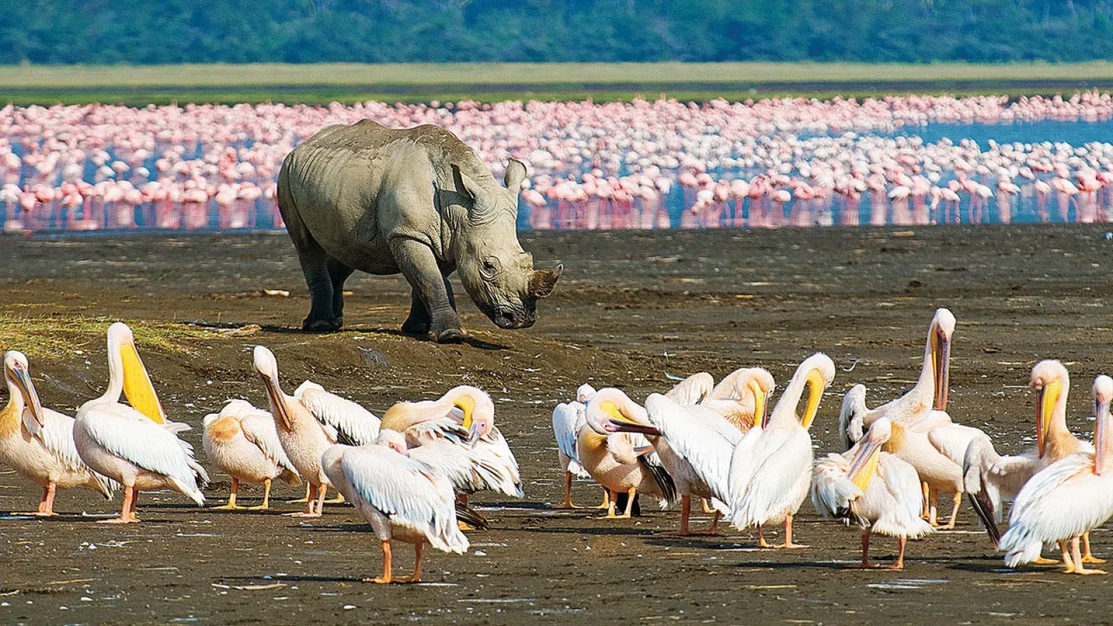 Nashörner im Lake Nakuru Nationalpark