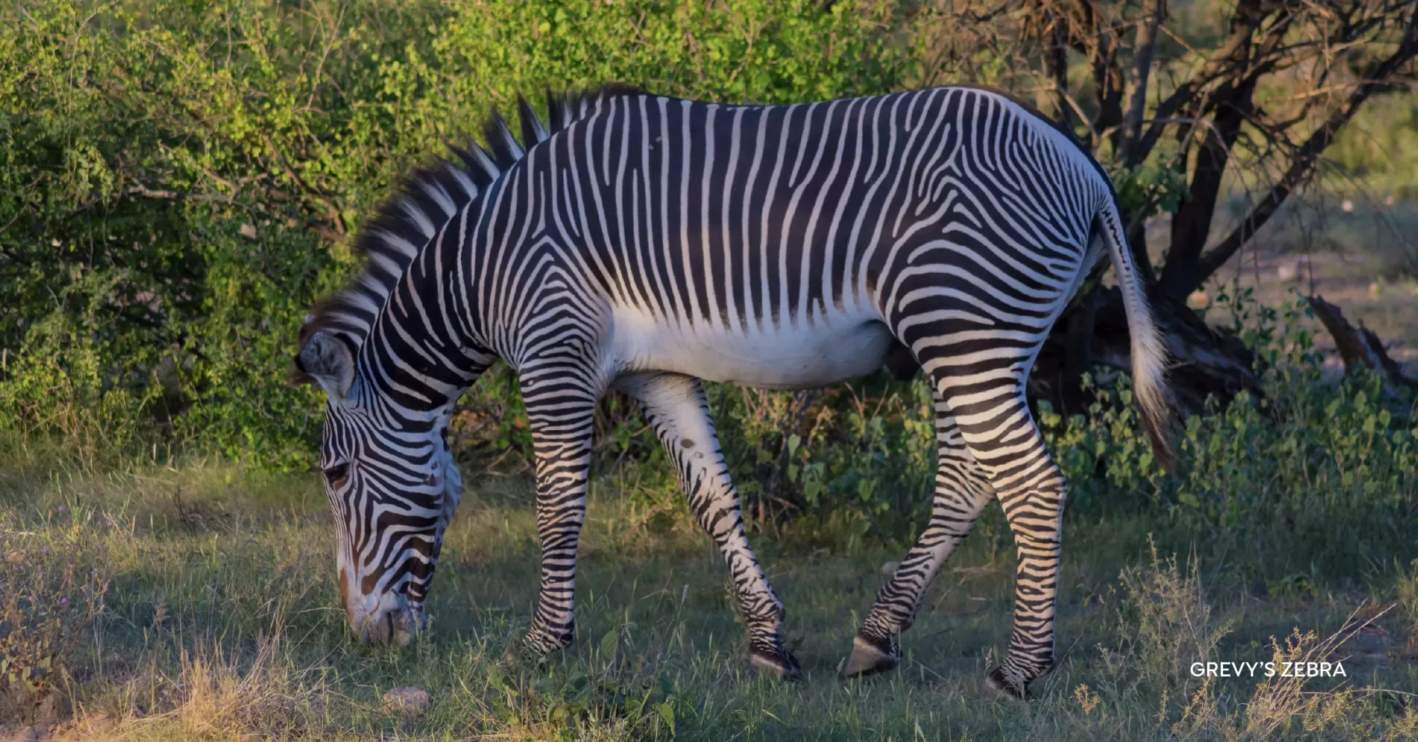 Night game drive in Masai Mara
