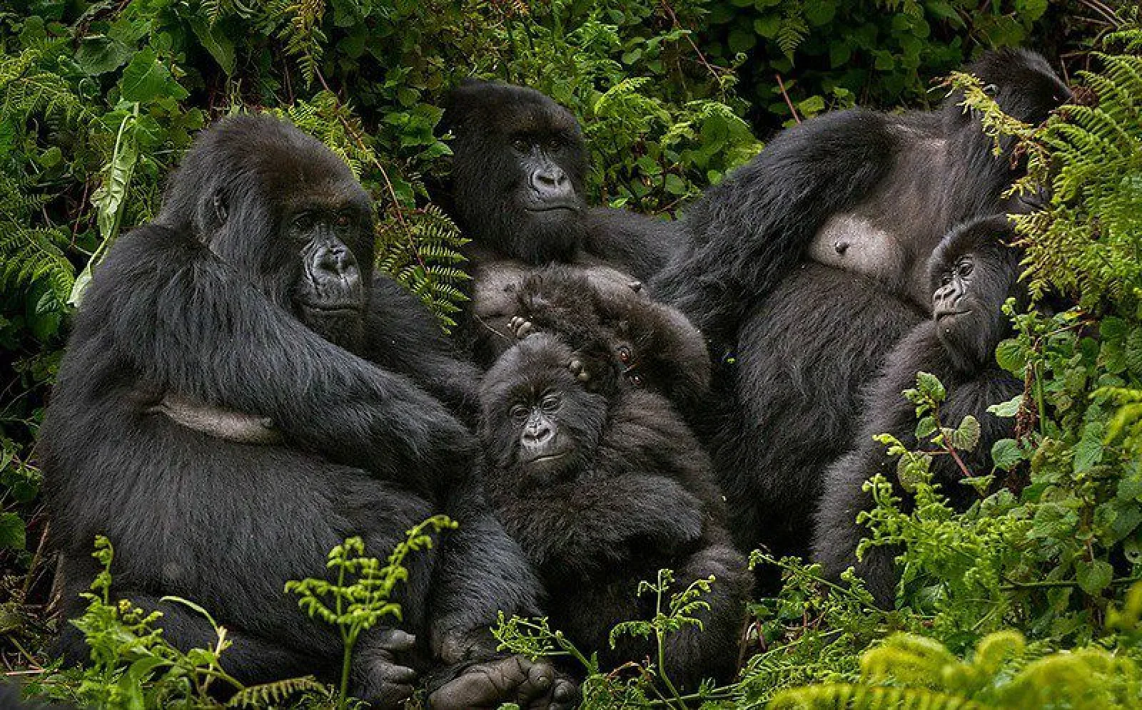 Porter helping a visitor on a gorilla trek