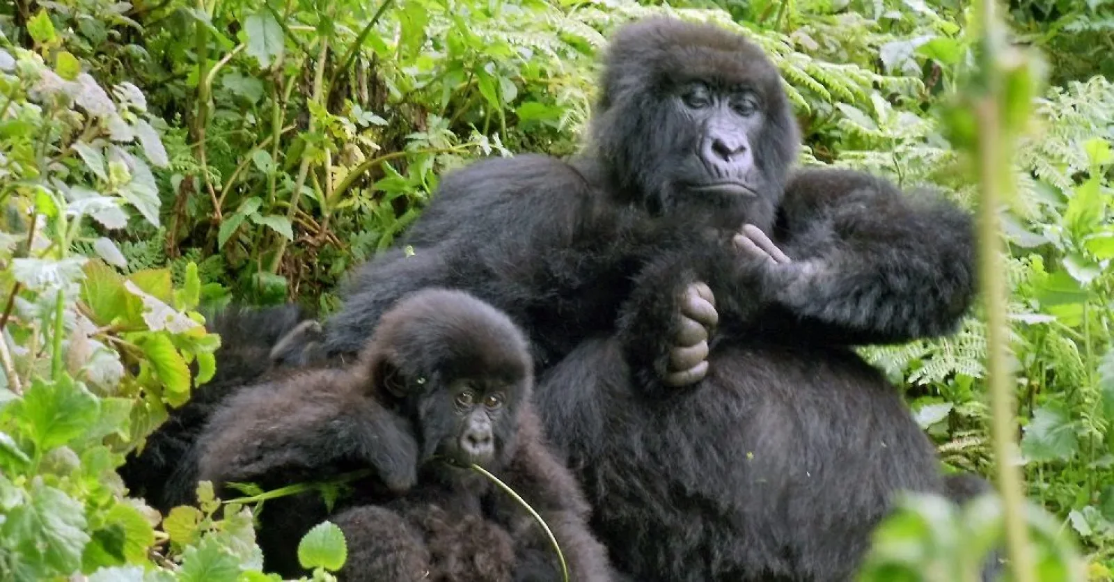 Porter helping a visitor on a gorilla trek
