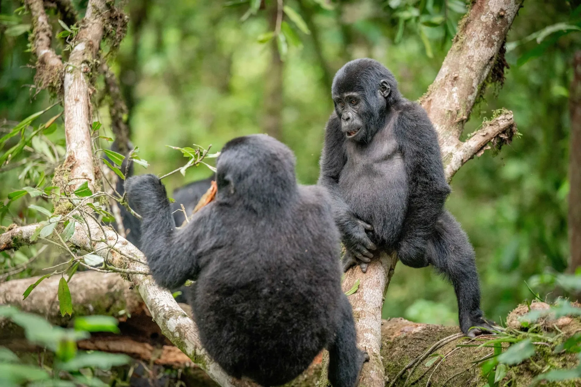 Porter helping a visitor on a gorilla trek