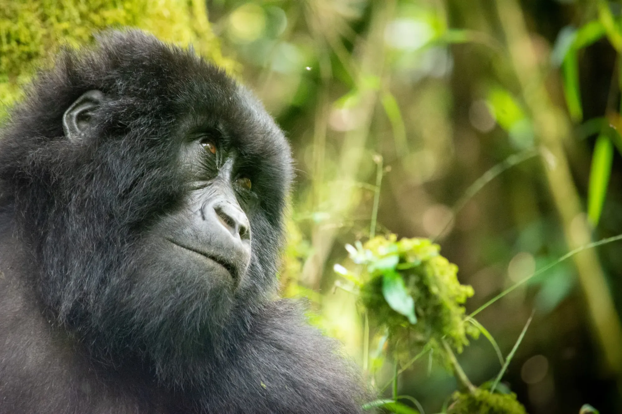 Porter helping a visitor on a gorilla trek in Uganda