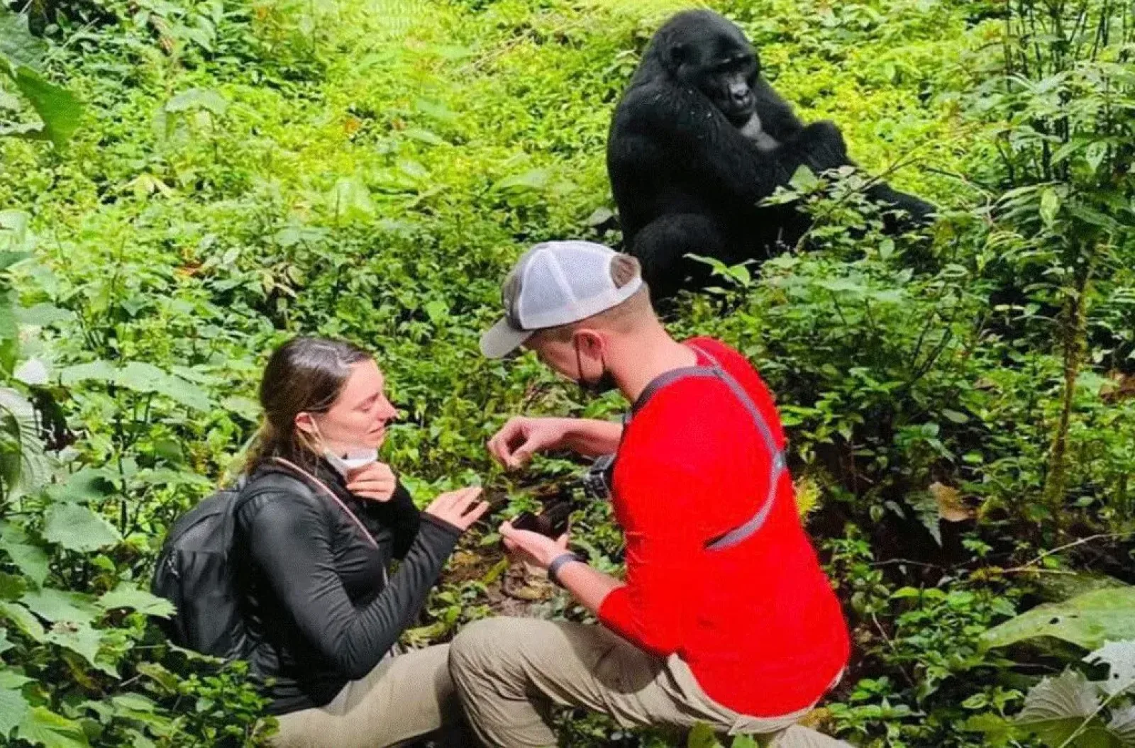Porter helping a visitor on a gorilla trek in Uganda