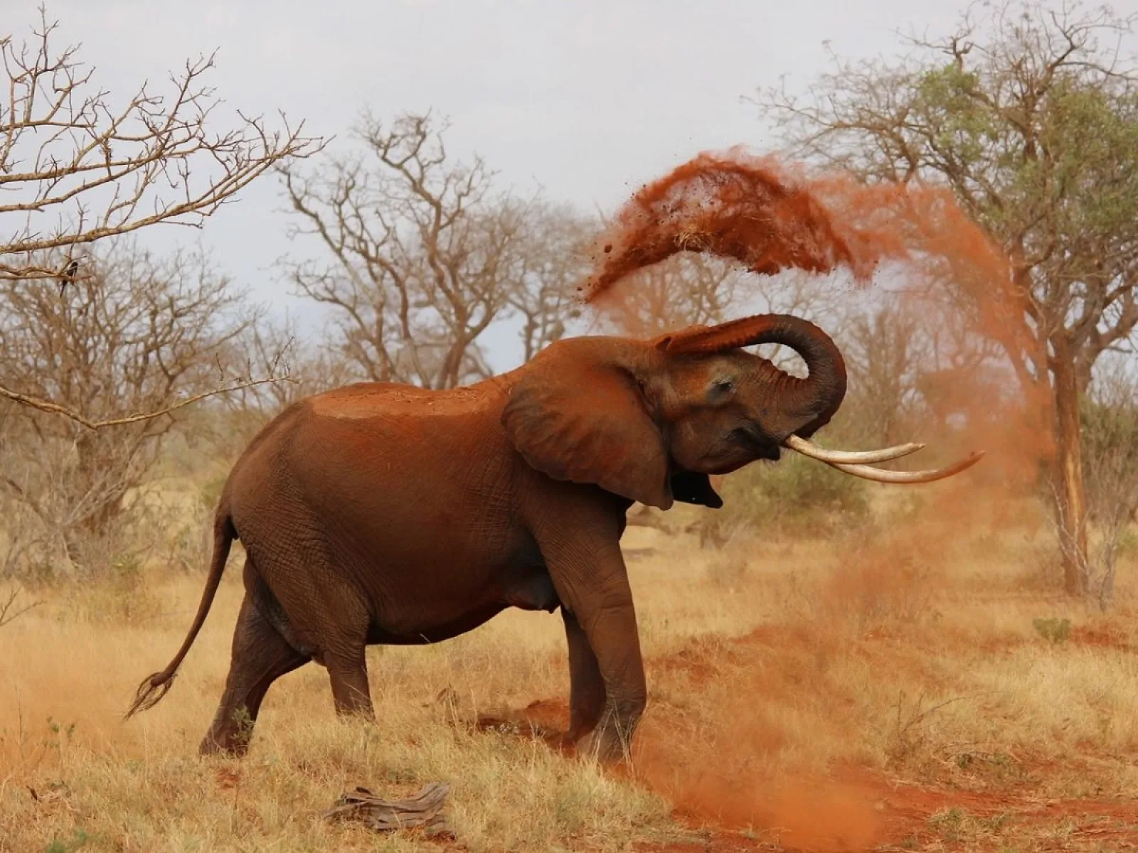 Pour les éléphants