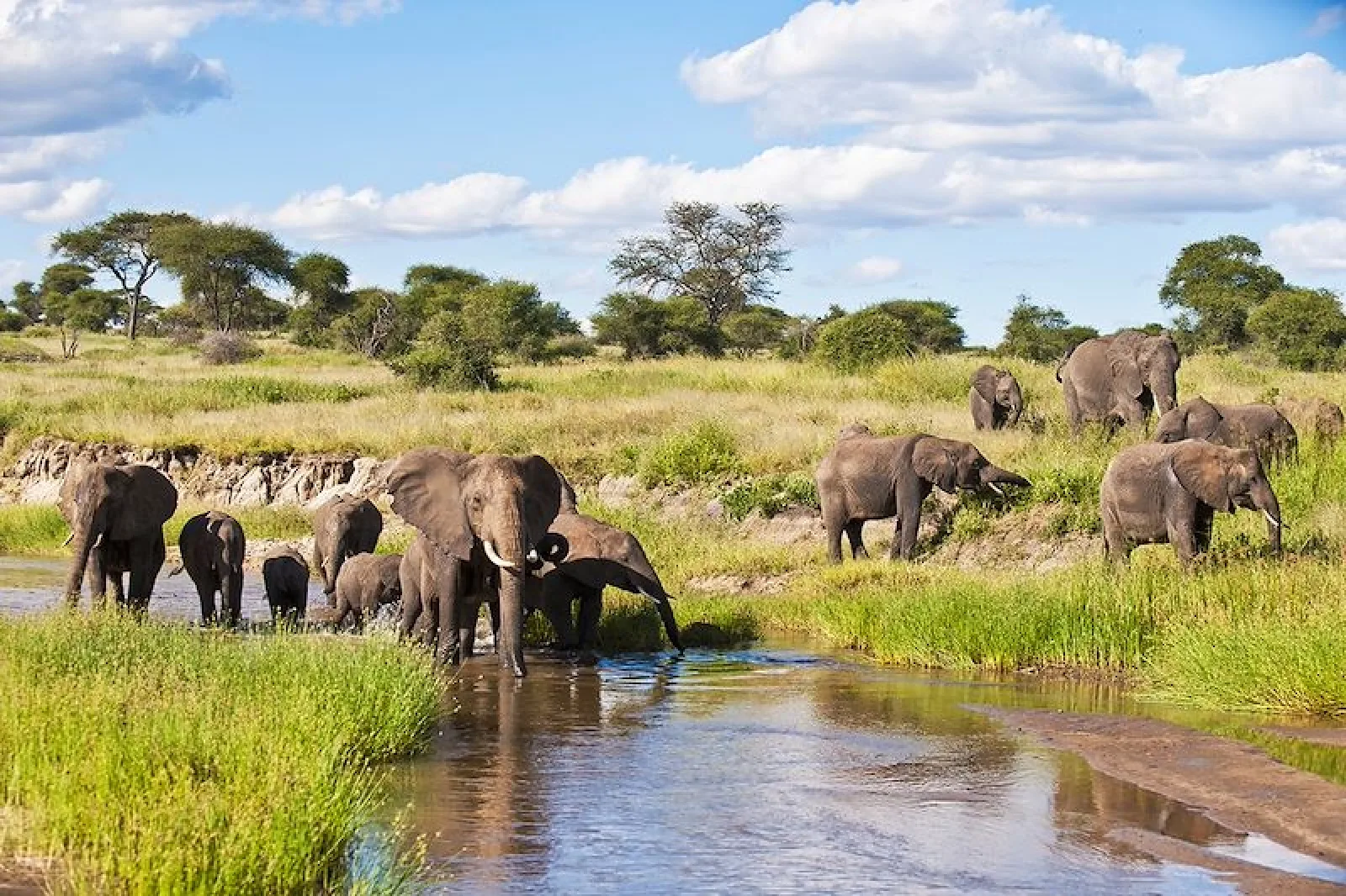 Pourquoi réserver tôt un safari Tanzanie