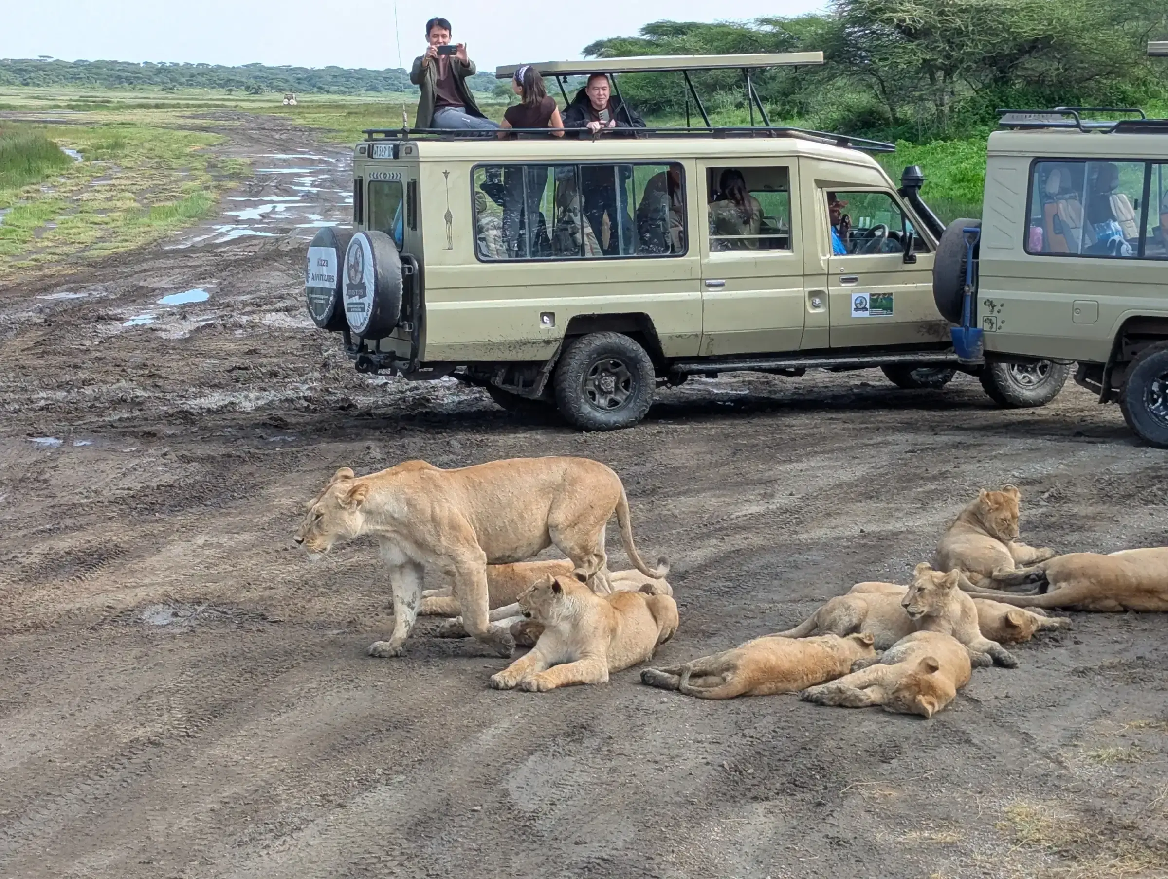 Private Tansania Safari