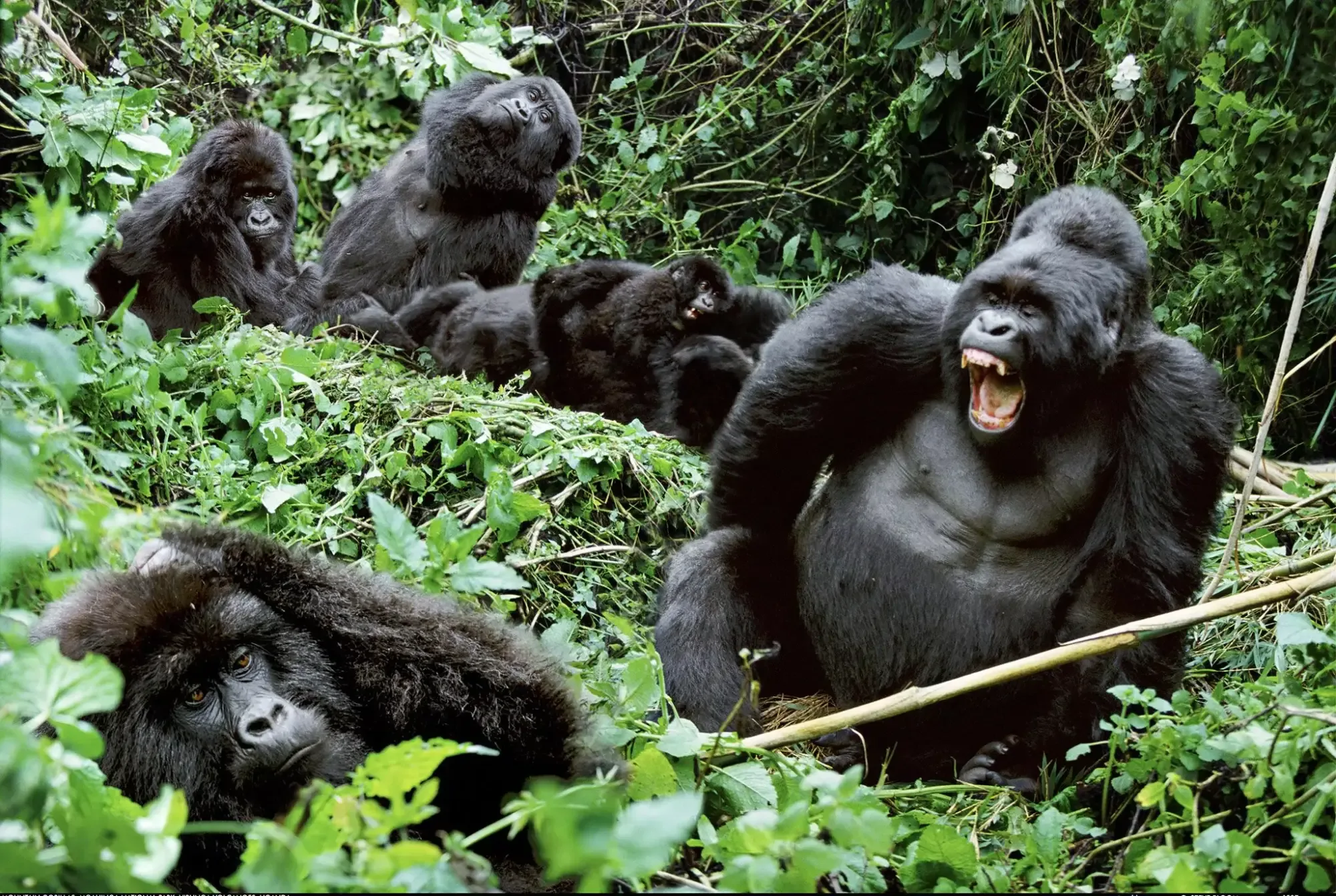 Ranger briefing visitors before a gorilla trek