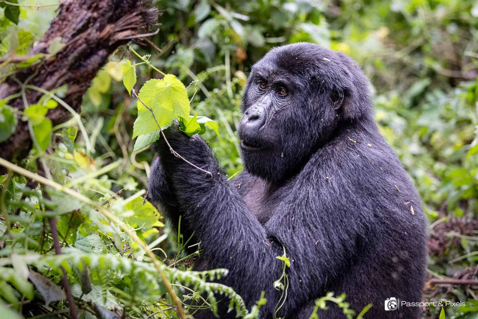 Ranger briefing visitors before a gorilla trek