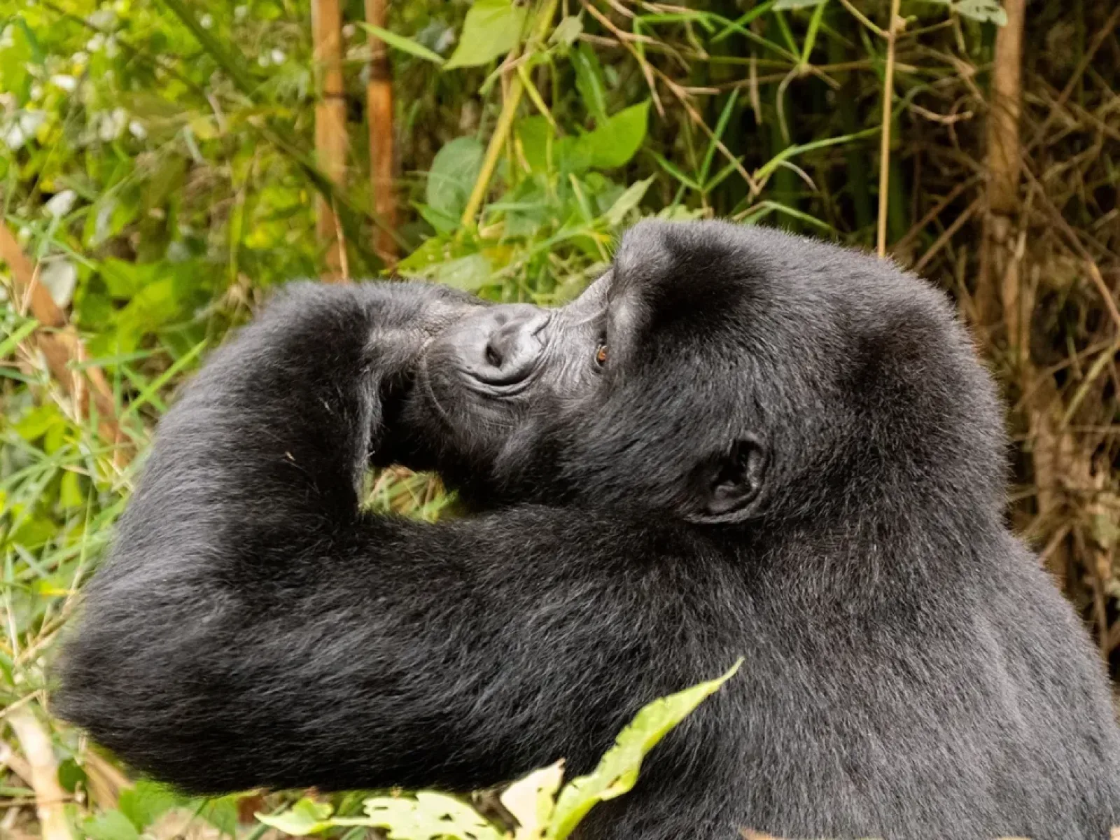 Ranger briefing visitors before a gorilla trek