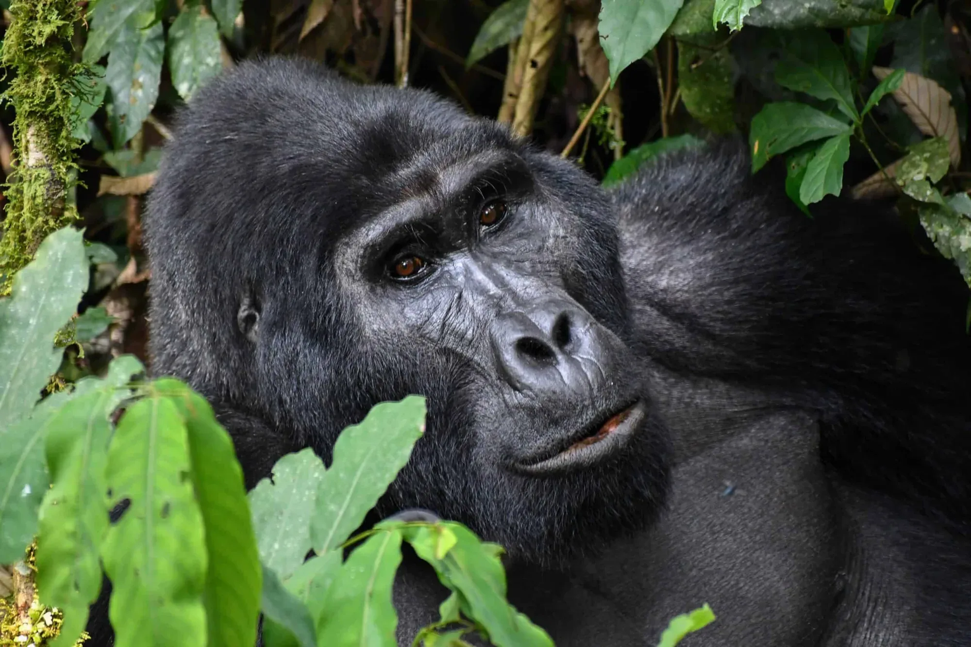 Ranger briefing visitors before a gorilla trek