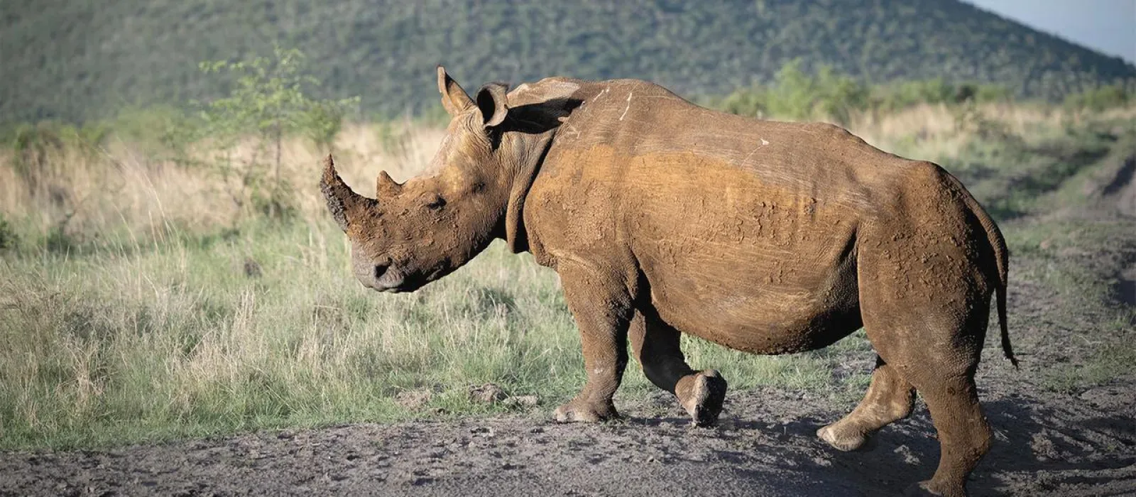 Rhinos in Uganda