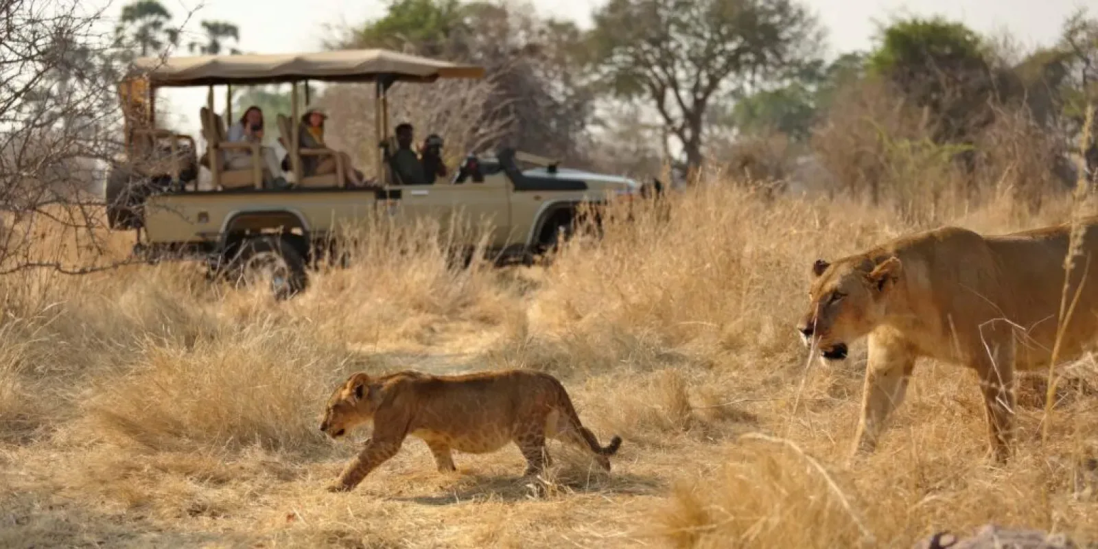 Ruaha Nationalpark – Leoparden in einer wilden Landschaft