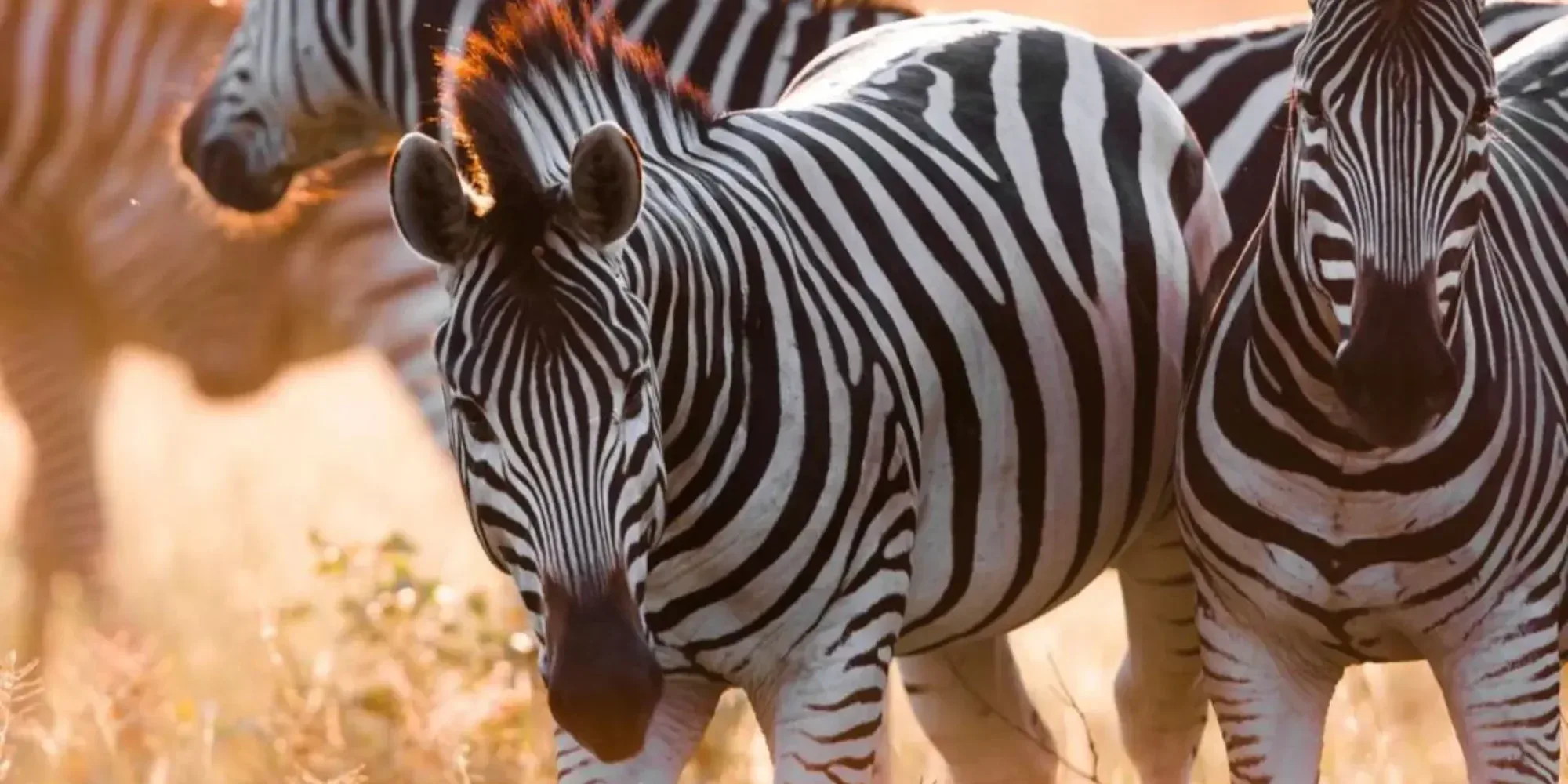 Safari Afrika im März: Die besten Reiseziele