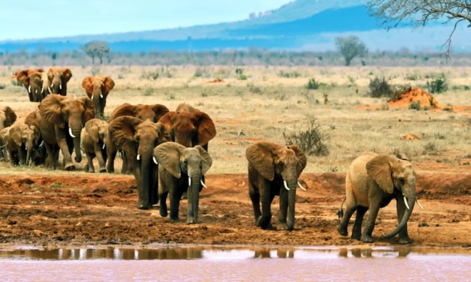 Safari in Amboseli National Park