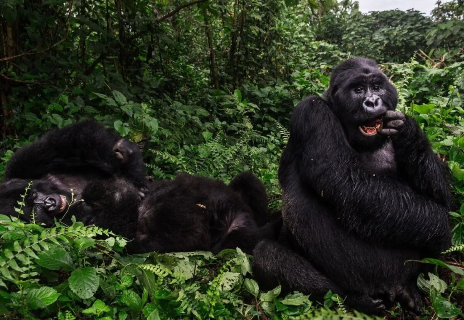 Safari in Bwindi Impenetrable National Park