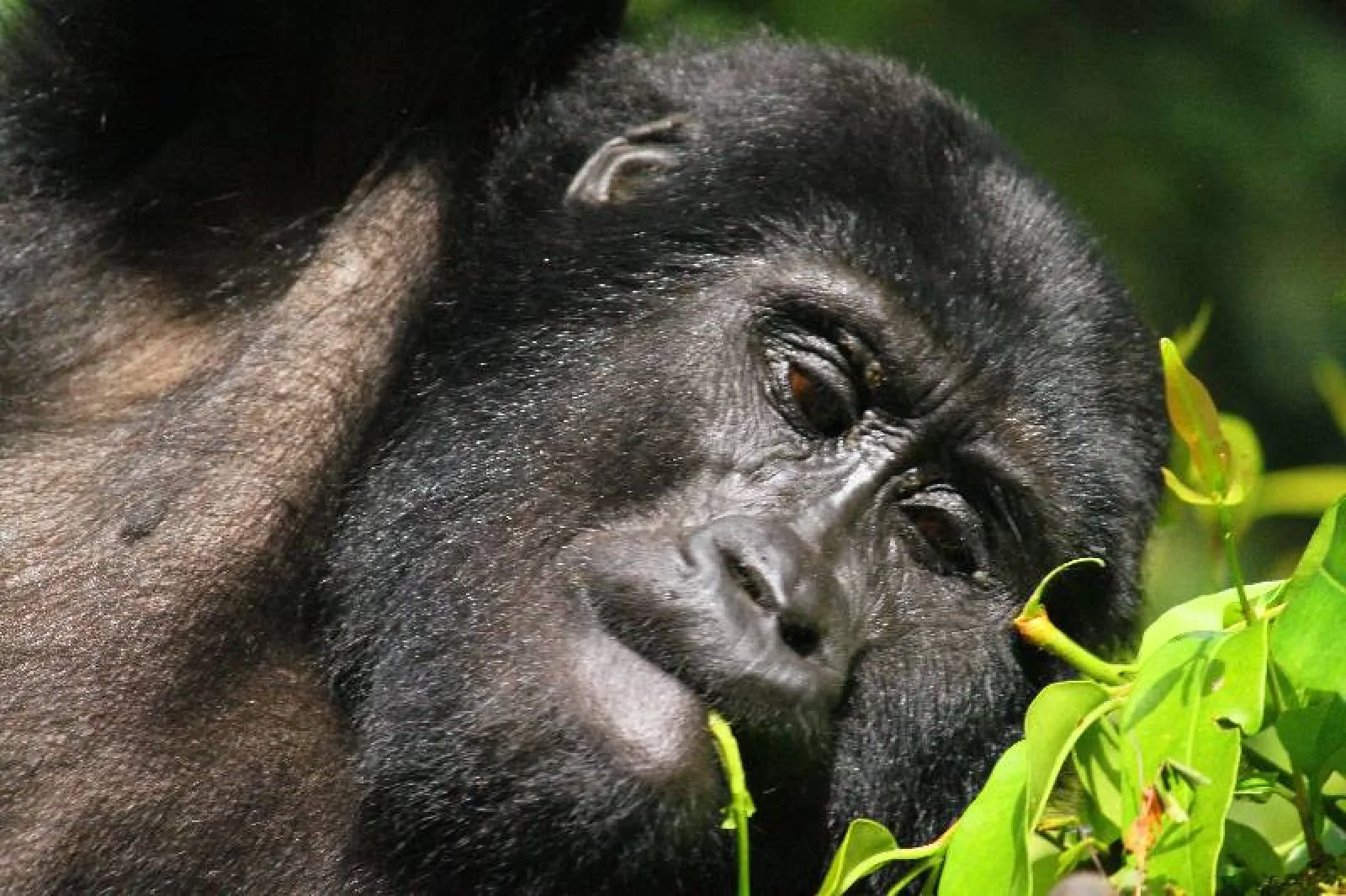 Safari in Bwindi Impenetrable National Park