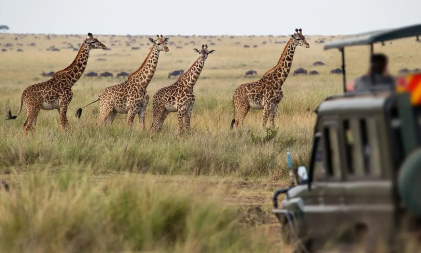 Safari in Kruger National Park