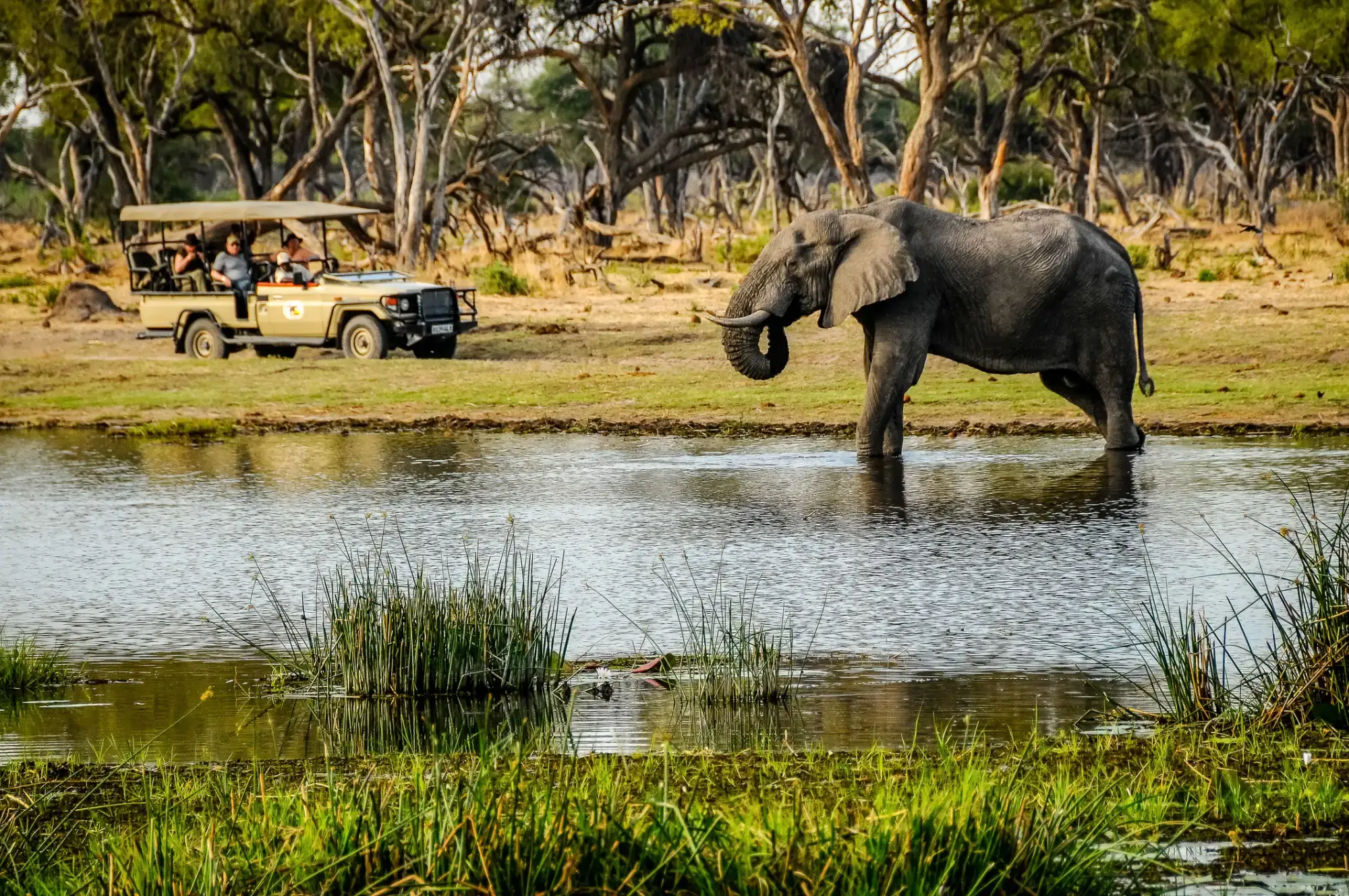Safari in Masai Mara