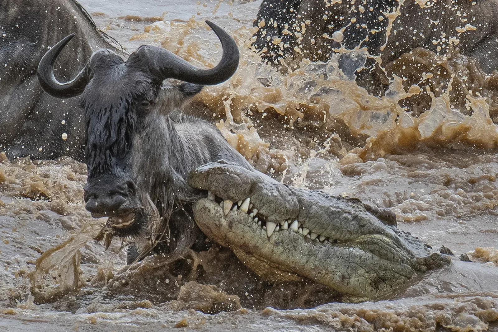 Safari in Masai Mara