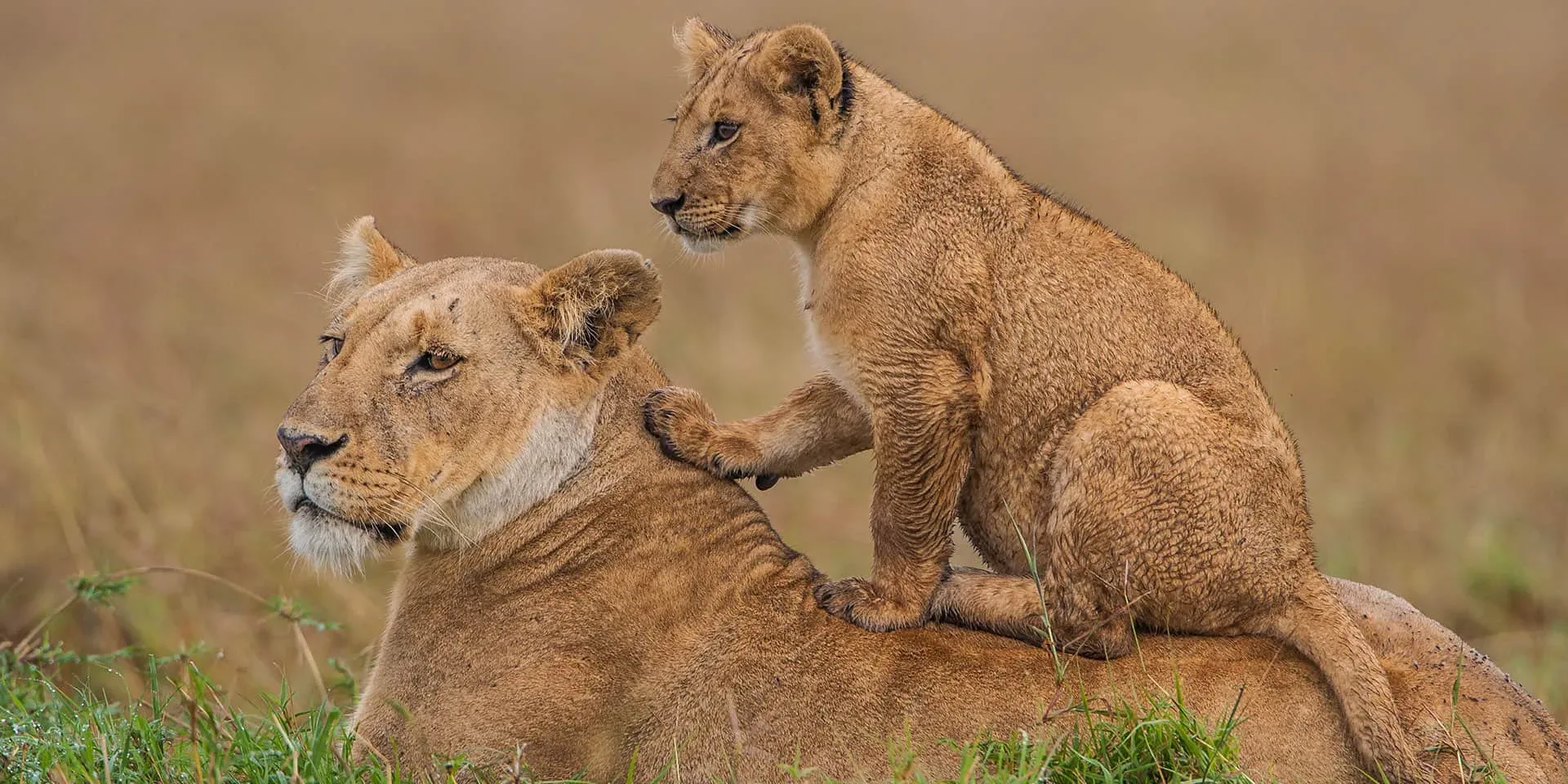 Safari in Masai Mara