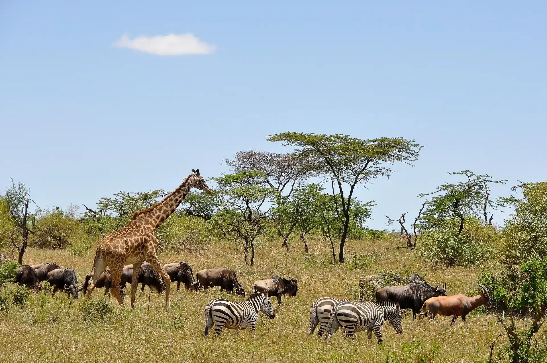 Safari in Masai Mara