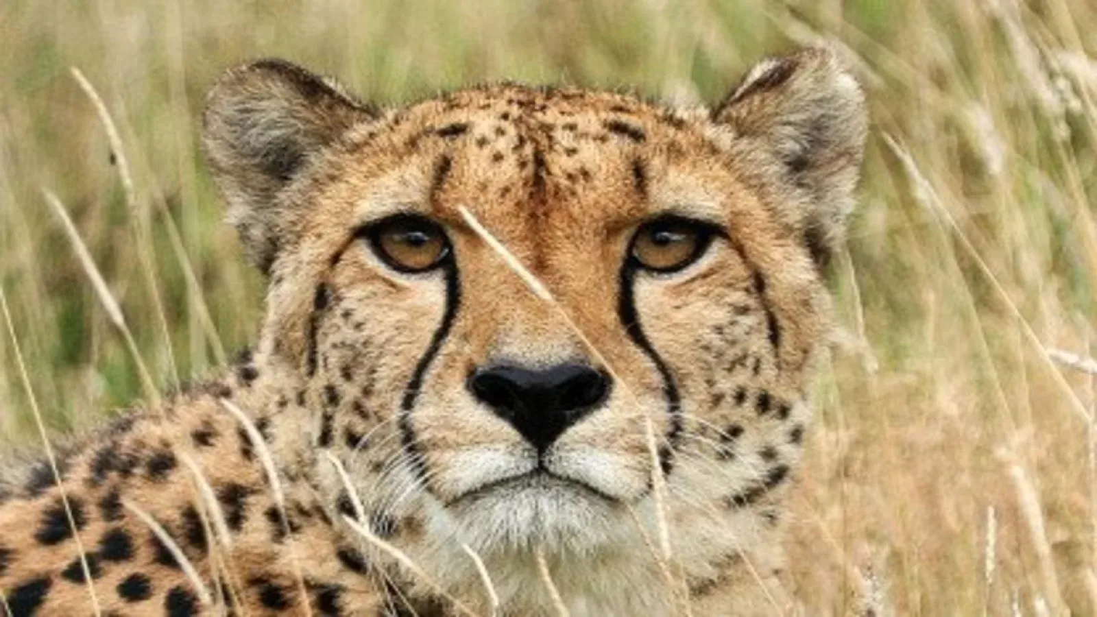 Safari in Masai Mara