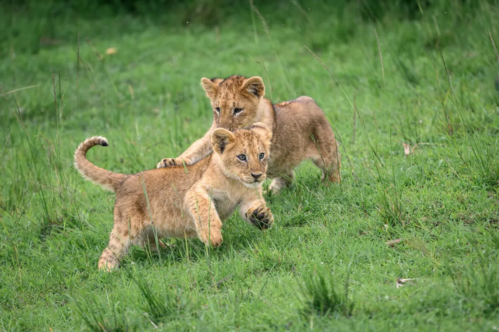 Safari in Masai Mara