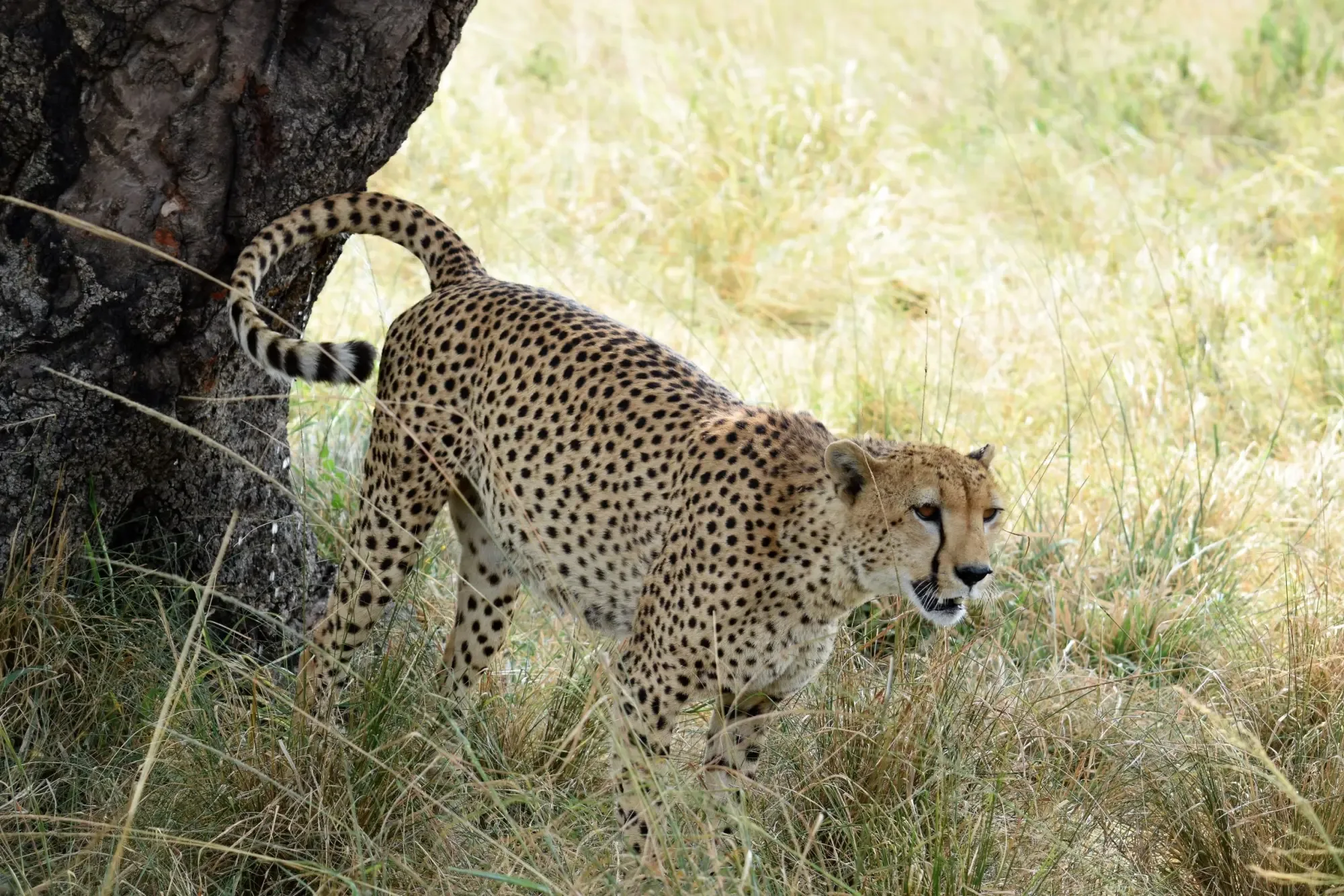 Safari in Masai Mara