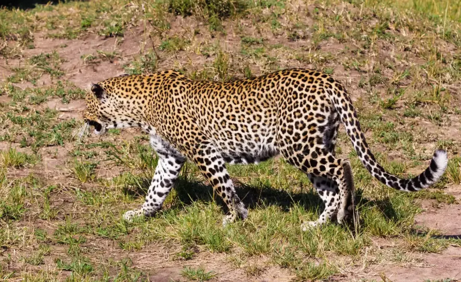 Safari in Masai Mara