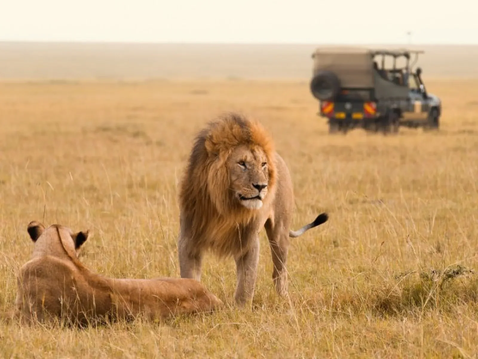 Safari in Masai Mara