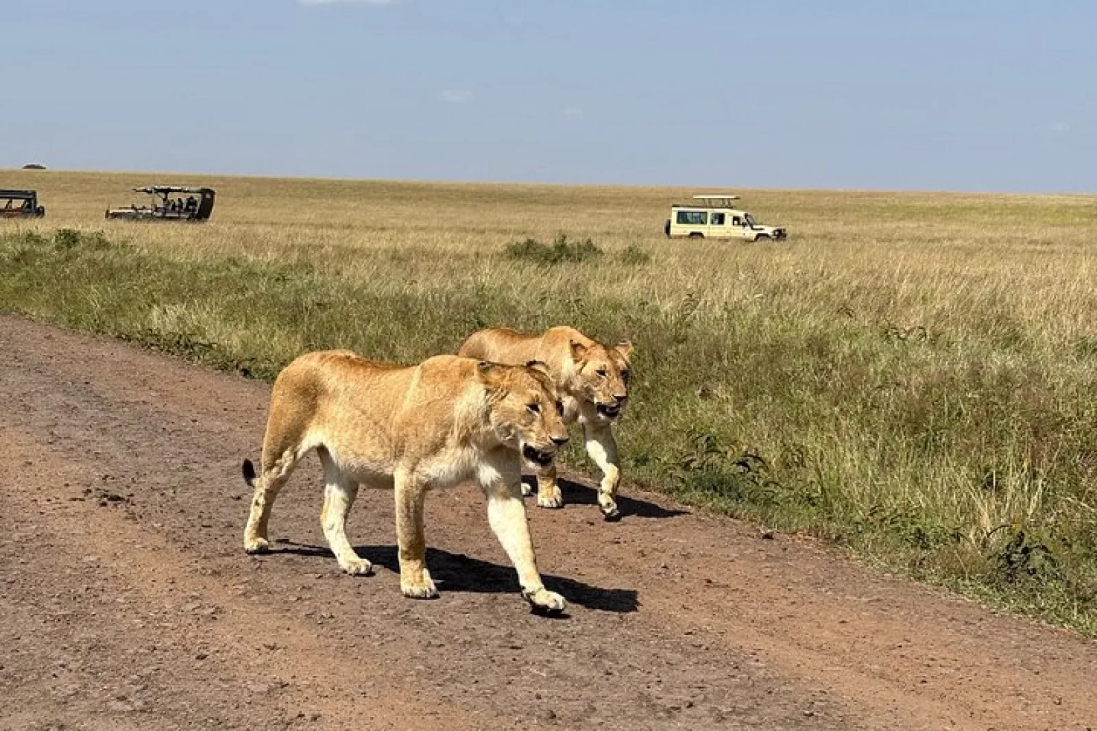 Safari in Masai Mara
