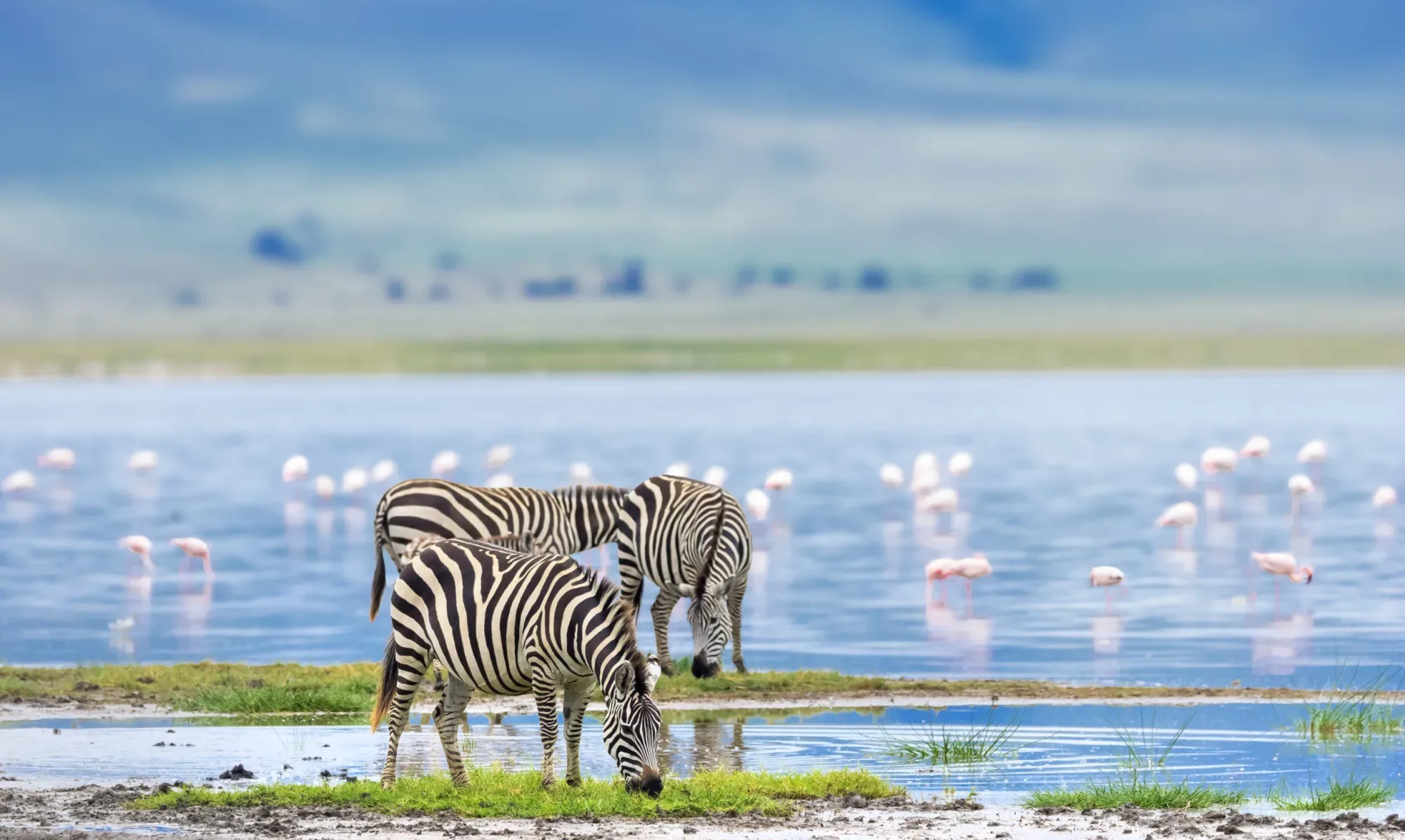 Safari in Masai Mara