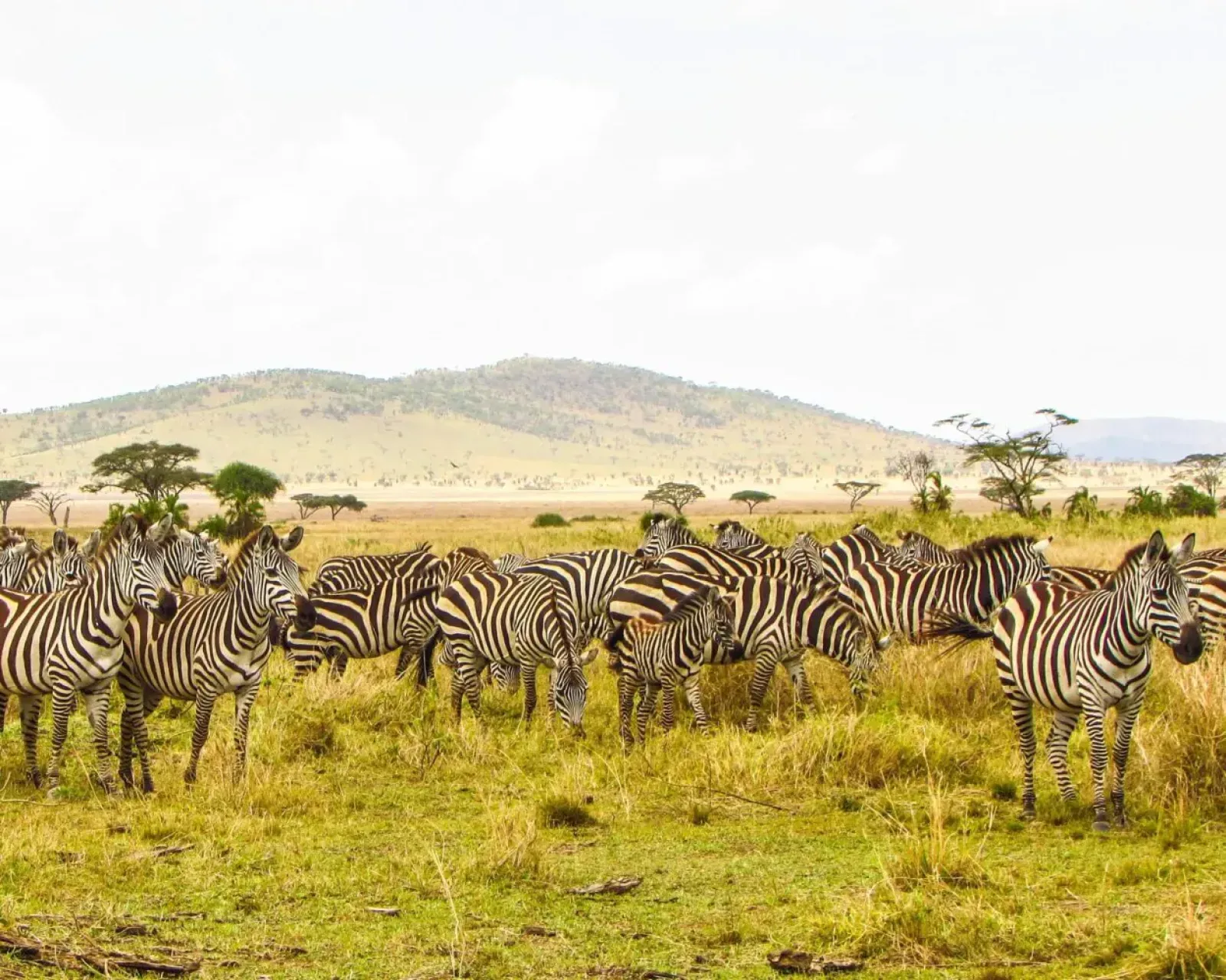 Safari in Masai Mara
